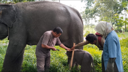 Bayi Gajah Betina Lahir di Taman Nasional Way Kambas Lampung
