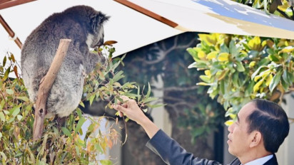Jokowi Interaksi dengan Koala di Sela Jamuan Makan Siang KTT ASEAN-Australia