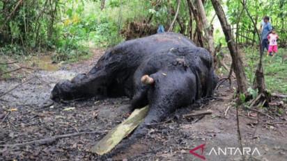 Tim Dokter Forensik BKSDA Aceh Bawa Dua Gading Gajah Sumatera yang Mati di Nagan Raya
