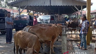 Tradisi Meugang, Kebiasaan Warga Sejak Era Kesultanan Aceh, Pemprov Sediakan Ternak Hingga 71.638 Ekor
