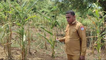 Jagung Gagal Panen, Bencana Kelaparan Ancam Petani di Kaki Gunung Ili Lewotolok