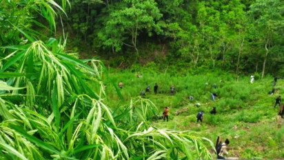 Dijual Lewat Daring, Bea Cukai Amankan 170 Kg Ganja asal Aceh 