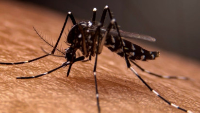 Waspada! Kasus Demam Berdarah di Jawa Barat Meningkat, Nyaris Sentuh Delapan Ribu dan 71 Meninggal