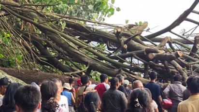 Pohon Tumbang di Jalinsum Siantar - Parapat, Sempat Lumpuh Total