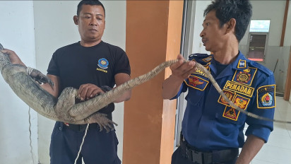 Geger Biawak Sepanjang 1,5 Meter Ikut 'Ngantor' di Dinas Kebudayaan dan Pariwisata Brebes