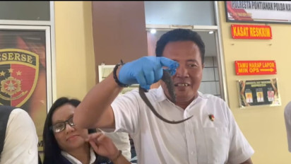 40 Ekor Biawak Kalimantan yang Akan Diseludupkan ke Semarang, Berhasil Digagalkan Polresta Pontianak