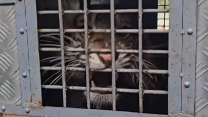 Konflik Manusia dengan Harimau Sumatera di Lampung dan Langkat, Aktivis Lingkungan: Di mana Pemerintah?