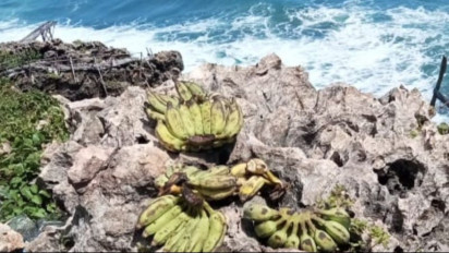 Konflik Monyet Ekor Panjang dengan Petani di Gunungkidul, DLH Pasang Perangkap