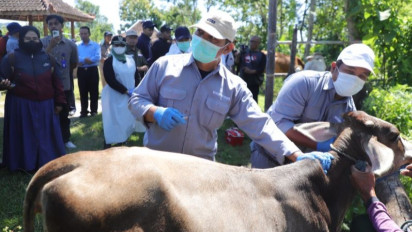 Cegah Penyebaran Penyakit Antraks, Pemkab Sleman Lakukan Vaksinasi Ternak Sapi dan Domba