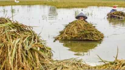 Ribuan Hektar Lahan Pertanian di Jawa Tengah Gagal Panen Akibat Banjir