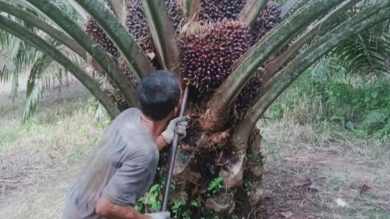 Pendeta yang Jadi Tersangka Pencurian Sawit Telepon Kapolda Riau Minta Perlindungan
            - galeri foto
