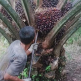 Pendeta yang Jadi Tersangka Pencurian Sawit Telepon Kapolda Riau Minta Perlindungan