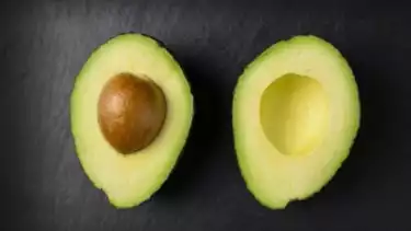 Ilustrasi buah alpukat