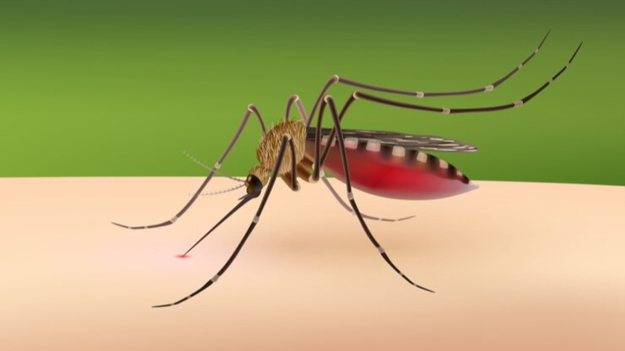 Melesat 85 Kasus DBD, Dinkes Jayapura Terus Tekan Penularan Gejalanya, Cek Cara Menghindari Nyamuk Aedes Aegypti
            - galeri foto