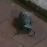 Kebakaran di Gudang Peluru Armed Bikin Granat Terlempar ke Rumah Warga, TNI AD Evakuasi