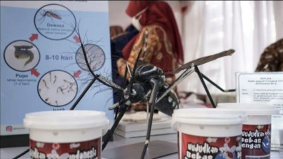 Buka-bukaan! Kemenkes Sebut Nyamuk Wolbachia Jadi Solusi Turunkan Kasus DBD, Ini Buktinya