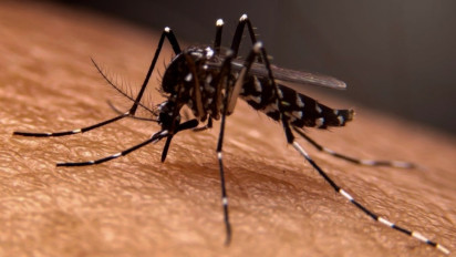 Sudah 12 Orang Meninggal Dunia di Bandung Barat Akibat DBD, Dinkes Catat 1.414 Kasus Sejak Awal 2024