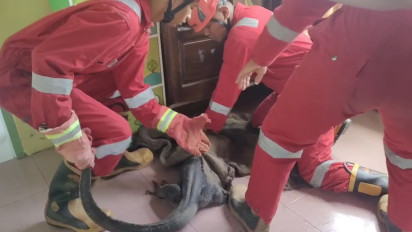 Evakuasi Berlangsung Dramatis, Petugas Damkar di Baubau Kejar-kejaran dengan Biawak Raksasa Sepanjang Dua Meter