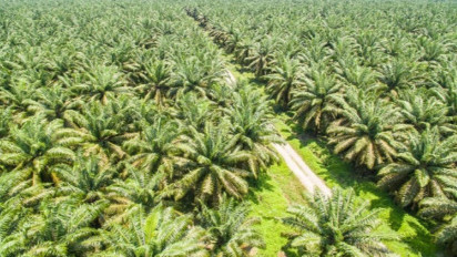 Kabar Baik! 3000 Beasiswa Kementerian Pertanian Dibuka Khusus untuk Ciptakan SDM Unggul Kelapa Sawit: Cek Jadwal Pendaftarannya