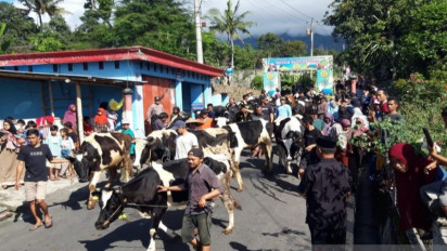 Sambut Lebaran Ketupat, Ratusan Warga Lereng Merapi Boyolali Arak Ratusan Sapi
