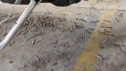 Setelah Kota, Teror Ulat Bulu Serang Rumah Warga di Kecamatan Rogojampi