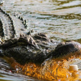 Sering Diancam Warga, Kasus Buaya Mati Diharapkan Tidak Terjadi lagi di Bengkulu