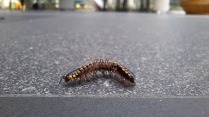 Serangan Ulat Gagak Muncul di Bandara YIA, Ini Penyebabnya