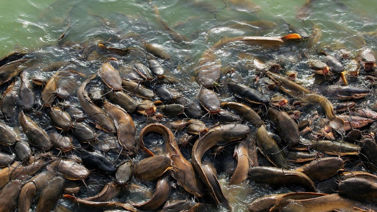 Jadi Salah Satu Cara Atasi Masalah Sampah Organik, Masyarakat Jakarta Barat Disarankan Ternak Lele
            - galeri foto