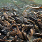 Jadi Salah Satu Cara Atasi Masalah Sampah Organik, Masyarakat Jakarta Barat Disarankan Ternak Lele