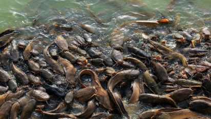 Jadi Salah Satu Cara Atasi Masalah Sampah Organik, Masyarakat Jakarta Barat Disarankan Ternak Lele