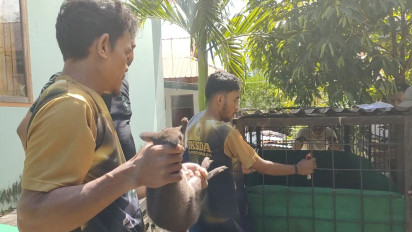 Petugas BKSDA Baubau Gagalkan Penyeludupan Tiga Ekor Kanguru Walabi dan Burung Cenderawasih di Atas KM Nggapulu