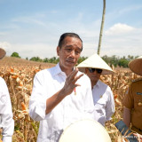 Presiden Jokowi Ikut Panen Jagung, Sebut Impor Telah Turun Banyak dari 3,5 Juta ton