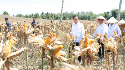 Presiden: Harga Jagung dan Gabah Turun Berarti Produksi Melimpah, Saatnya Bulog Lakukan Penyerapan