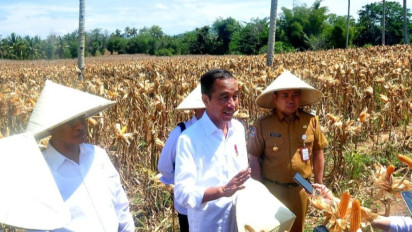 Sempatkan Panen Jagung di Gorontalo, Presiden Jokowi: Harga Sekarang Turun Rp4 Ribu