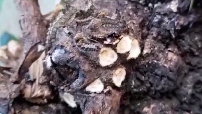 Meluas, Ulat Bulu Serang Sekolah di Kecamatan Kabat Banyuwangi