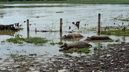 Belasan Kerbau Mati Mendadak di Tanjung Seteko OI, Diduga Terkena Wabah Ngorok