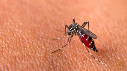 Awas DBD! Januari Sampai dengan April 2024 Sebanyak 2.882 Warga Bandung Terserang DBD dan 11 Orang Meninggal