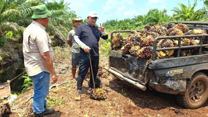 Apkasindo Usulkan Penyelesaian Polemik Pabrik Sawit Tanpa Kebun