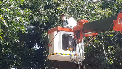 Update, Ulat Bulu Masih terlihat, Siswa SDN Kranggan 3 Kembali Dipulangkan Lebih Awal