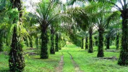 Siasat Indonesia Lawan Kampanye Hitam Sawit dari Uni Eropa, 16 Juta Pekerja dan 2,4 Juta Petani Terancam?
