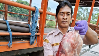 Karantina Lampung Tahan Ratusan Kilogram Daging Babi Hutan Ilegal