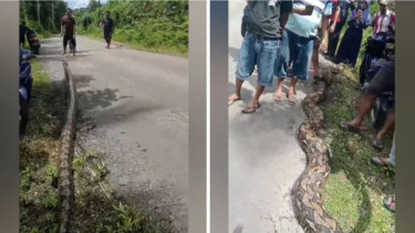 Geger Penangkapan Ular Piton Raksasa Sepanjang 12 Meter di Buton