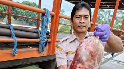 Karantina Lampung Tahan 390 Kilogram Daging Celeng Ilegal Asal Bengkulu, Ini Penyebabnya