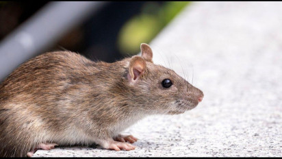 Banyak Tikus di Rumah? Habib Ali Zaenal Abidin Al Hamid Bilang Hati-Hati, Ada Bahaya Mengerikan Ini...