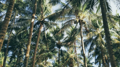 Patut Dicontoh! Lombok Bisa Jadi Panutan soal Hilirisasi Pengolahan Kelapa, Dana Rp16,8 Miliar Mengalir ke Pemkab