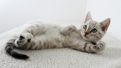 Inilah Nama Kucing Peliharaan Rasulullah SAW, Kisah Mulanya ketika Nabi Muhammad SAW Sholat Berjamaah di Masjid Nabawi