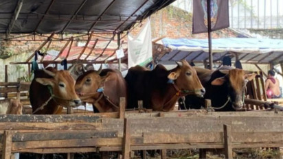 Siap-siap! Sebanyak 63 Ribu Hewan Kurban Bakal Masuk Jakarta Menjelang Hari Raya Idul Adha  1445 Hijriah