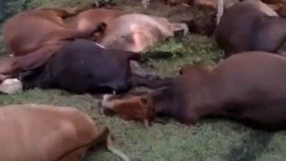 Miris! Sebanyak 17 Ekor Sapi Warga Aceh Jaya Mati Disambar Petir di Tengah Padang