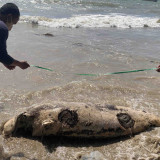 Warga Bawean Gresik Temukan Dugong Langka Mati Membusuk, Kepala Hancur di Pantai Pajinggahan