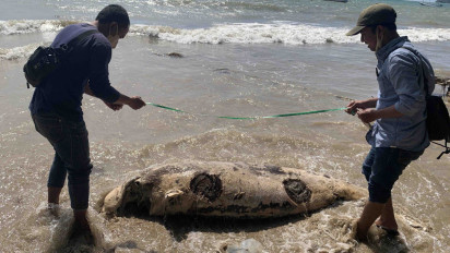 Warga Bawean Gresik Temukan Dugong Langka Mati Membusuk, Kepala Hancur di Pantai Pajinggahan